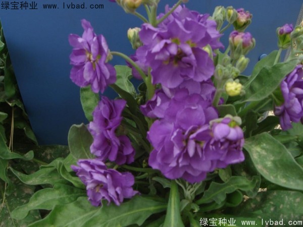 3月份播种5月份开花的有哪些？
