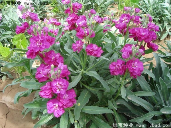 3月份播种5月份开花的有哪些？