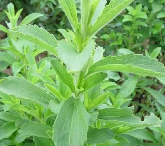 甜叶菊几天发芽，播种后多久开花