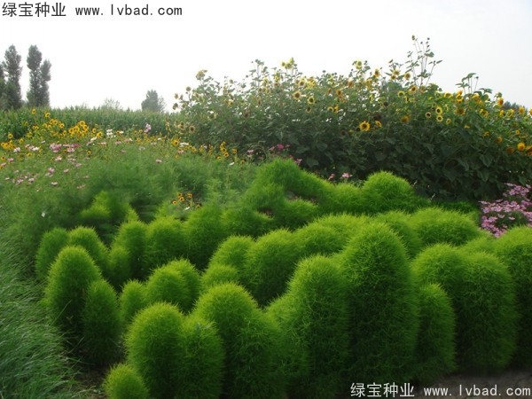 红叶地肤几天发芽，播种后多久开花