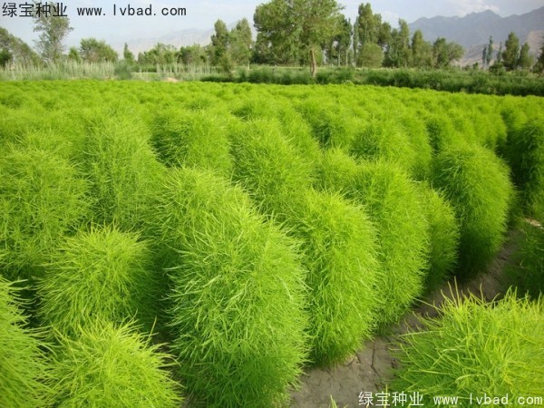 红叶地肤几天发芽，播种后多久开花