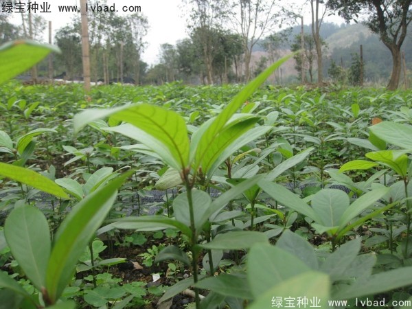 金丝楠木种子什么时候播种