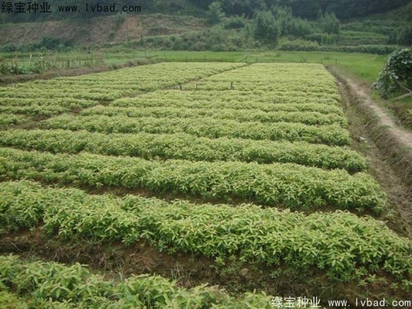 金丝楠木种子什么时候播种