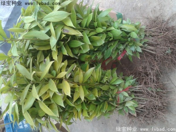 金丝楠木种子什么时候播种