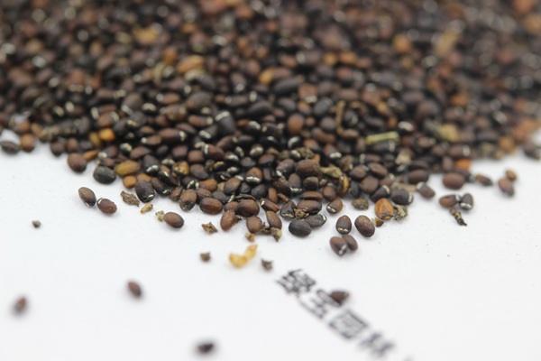 薄荷什么时候播种最好