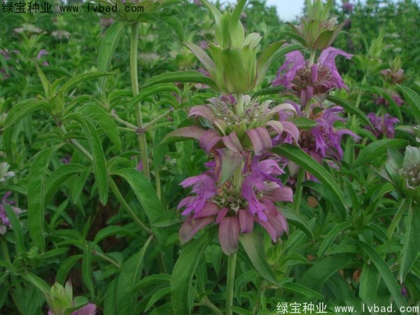 薄荷什么时候播种最好