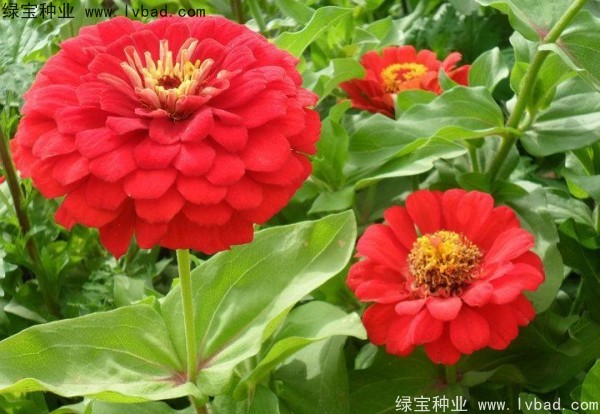 百日草从播种到开花需要多少天