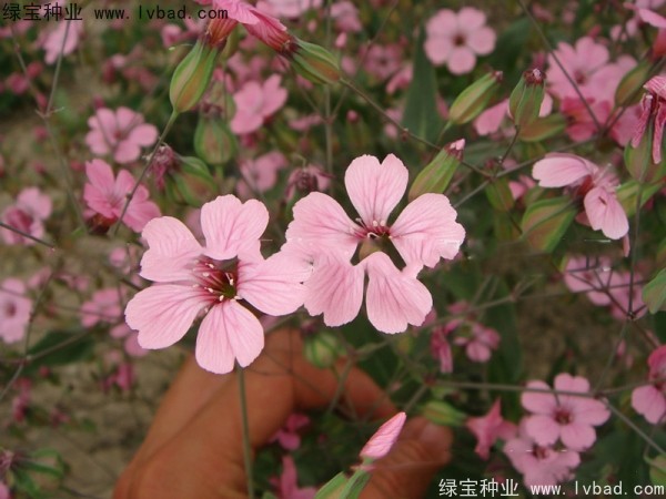 满天星种子什么时候播种