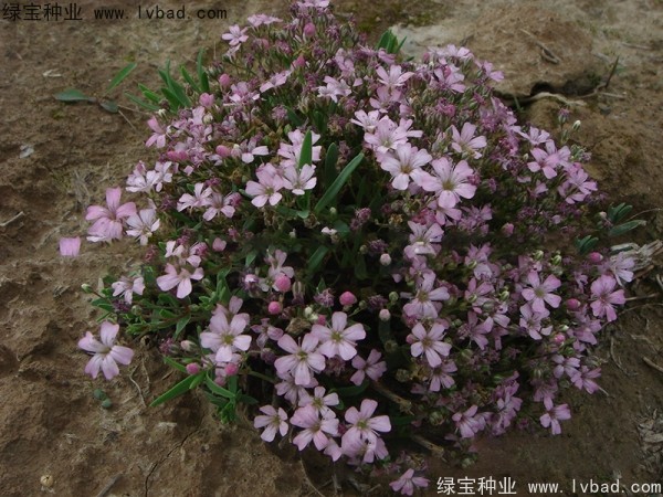 满天星种子什么时候播种