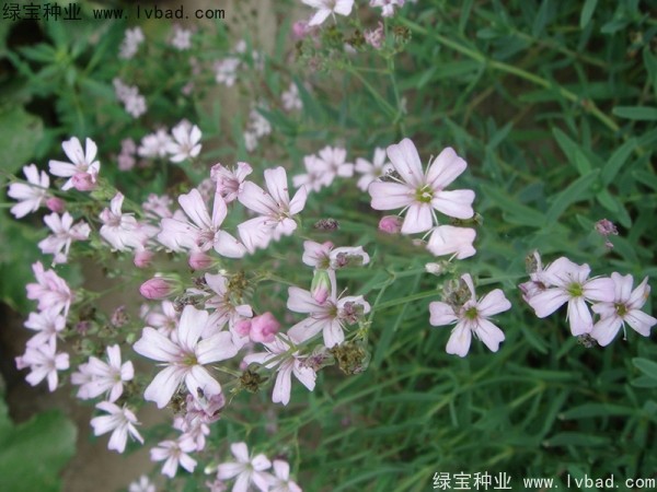 满天星种子什么时候播种