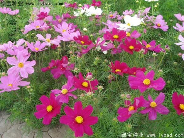 波斯菊的播种季节在什么时候？