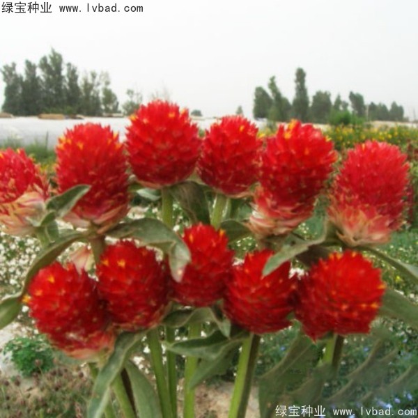 千日红种子什么时候播种,多少钱一斤