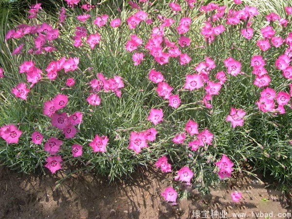 耐旱的野花组合夏天能播种吗？发芽率怎么样？