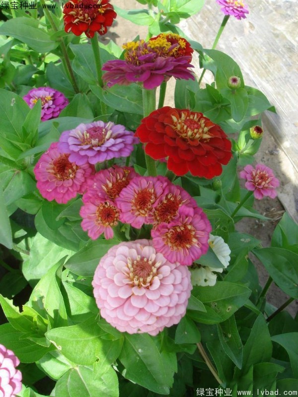 耐旱的野花组合夏天能播种吗？发芽率怎么样？