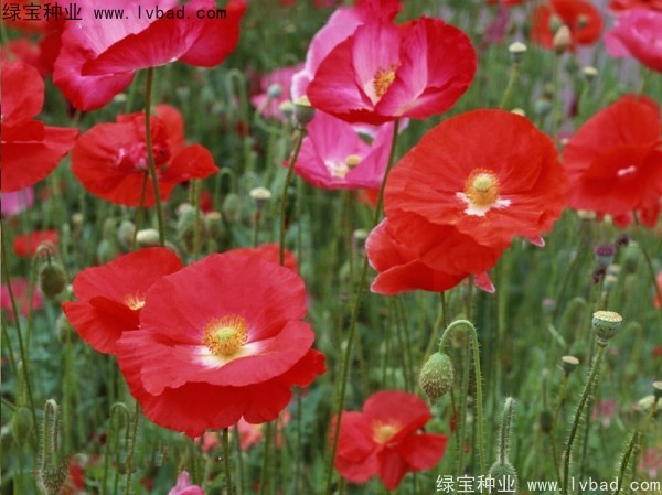 虞美人什么时候播种？虞美人的种植注意事项
