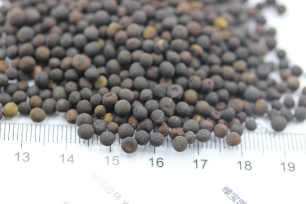 光叶紫花苕一亩地播种多少？