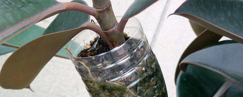 橡皮树春天能扦插