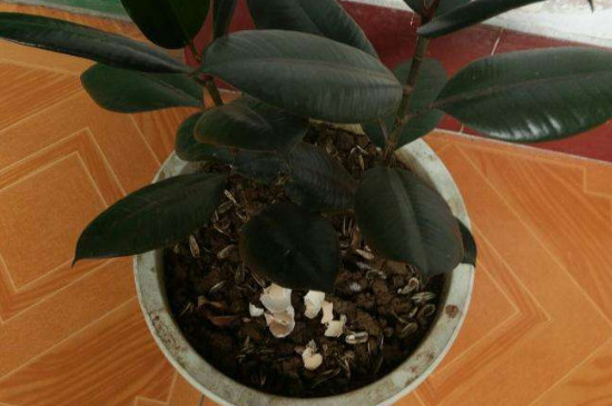 橡皮树春天能扦插