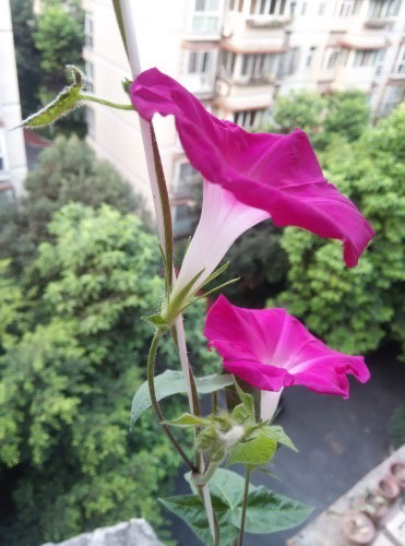 牵牛花种子什么时候种|春天播种夏秋开花