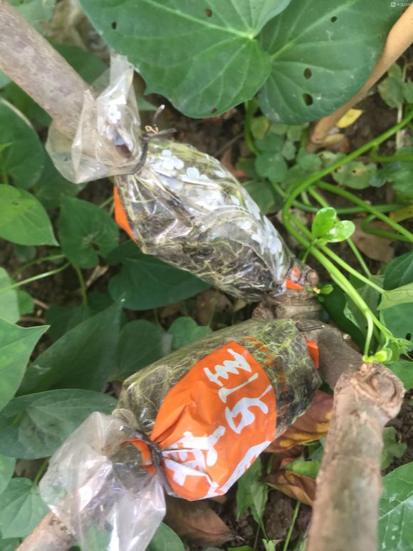 栀子花高压法繁殖(图)