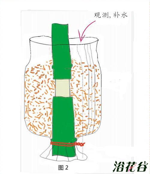 栀子花高压法繁殖(图)