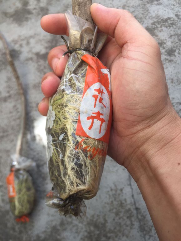 栀子花高压法繁殖(图)