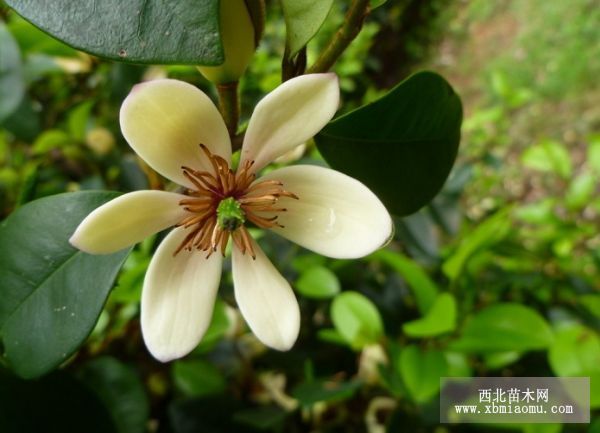 云南含笑开花生物学特性的初步研究