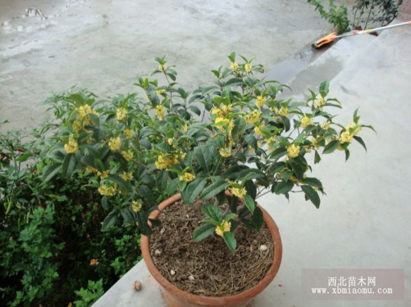 怎样养好盆栽桂花？