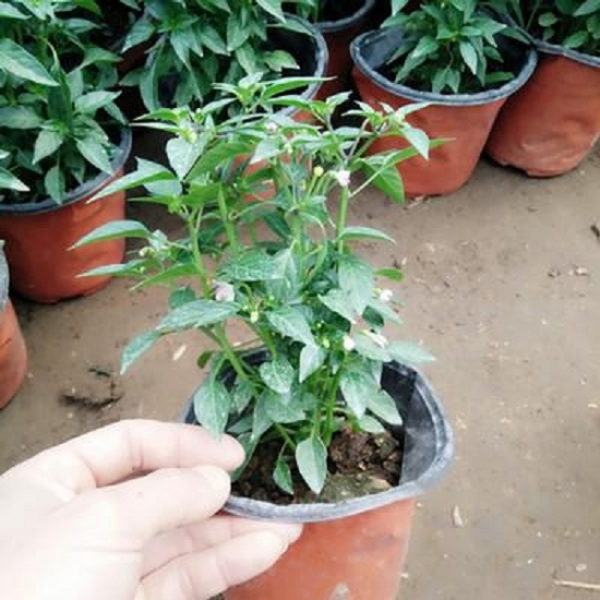 七彩椒一般采用播种种植，大约3个月即可结果