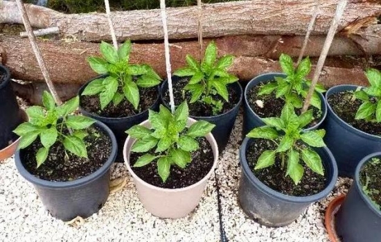 七彩椒一般采用播种种植，大约3个月即可结果