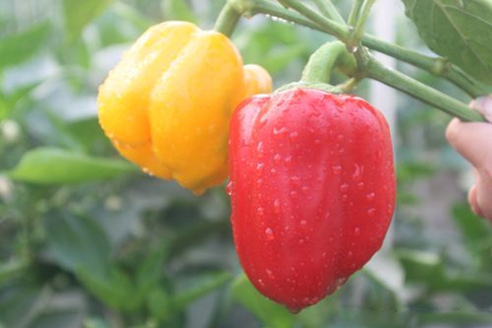 一般在春季或秋季播种，发芽前保持盆土湿润