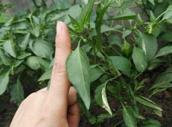 七彩椒一般采用播种种植，大约3个月即可结果
