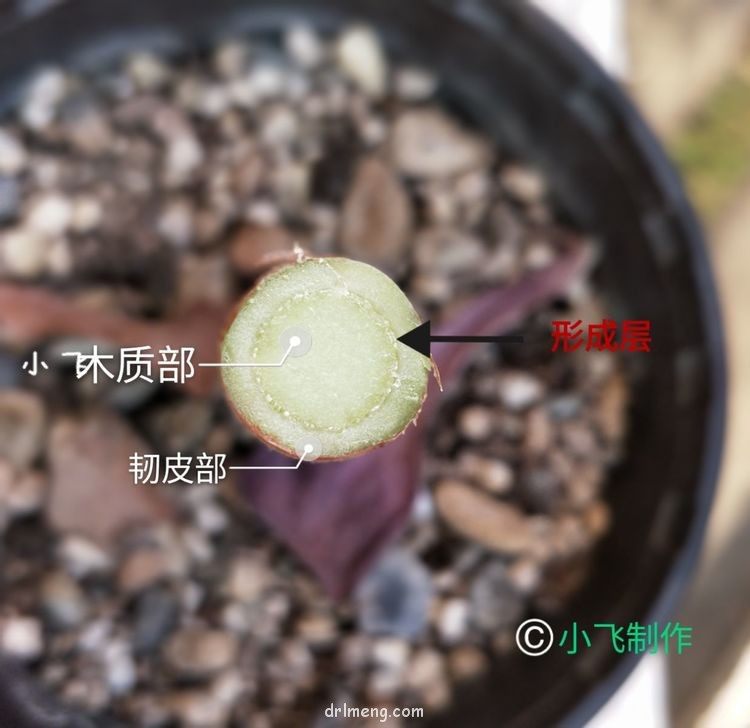 法师嫁接之贴接（技术知识贴）