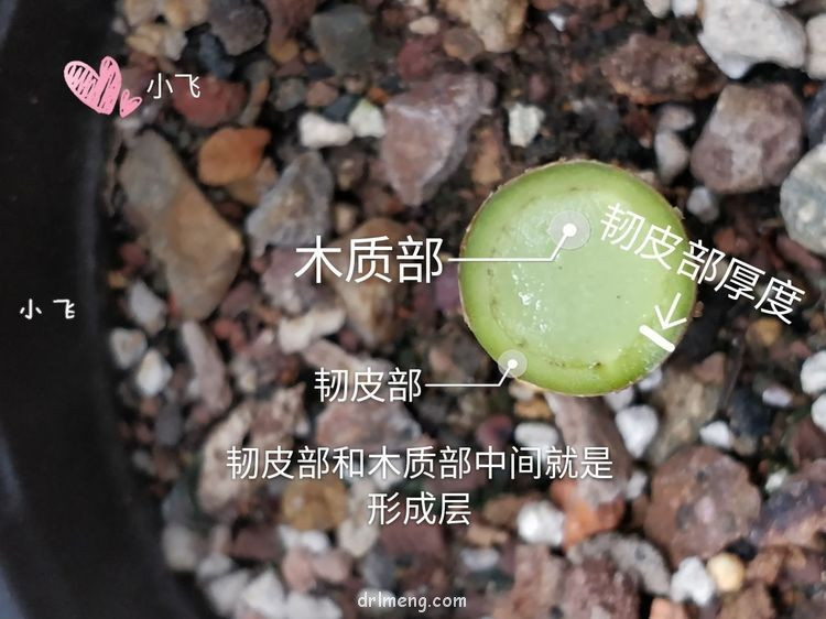 法师嫁接之贴接（技术知识贴）