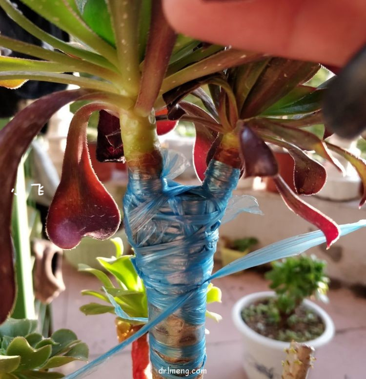法师嫁接之贴接（技术知识贴）