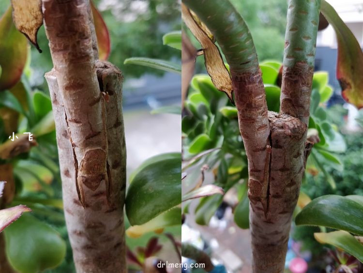 法师嫁接之贴接（技术知识贴）