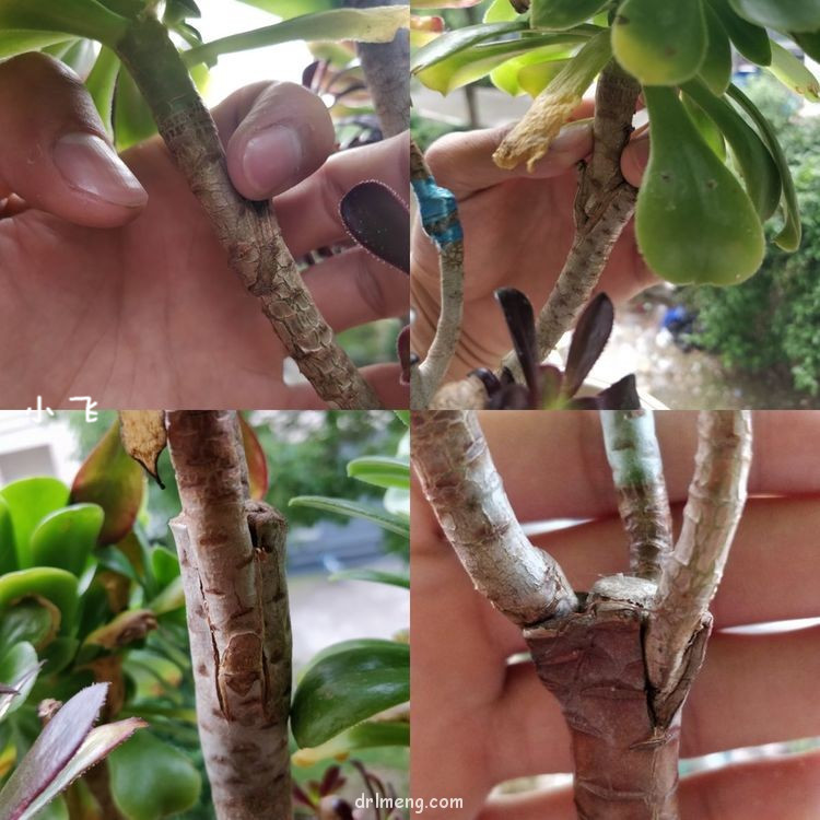 法师嫁接之贴接（技术知识贴）