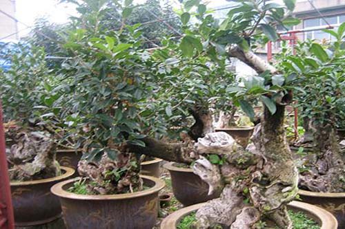 桂花盆景制作与培育方法