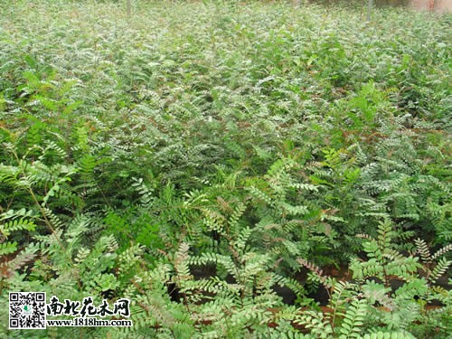 清香木是什么|清香木的繁殖方法