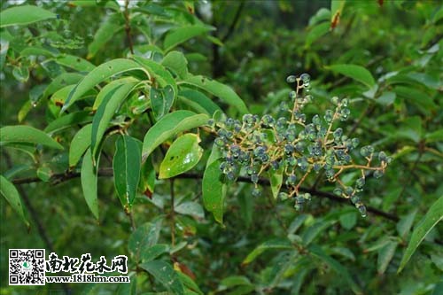 大叶女贞如何繁殖成活率高？