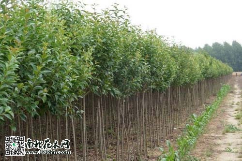 大叶女贞如何繁殖成活率高？