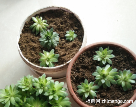 观音莲怎么繁殖，分株，扦插，叶插方法介绍