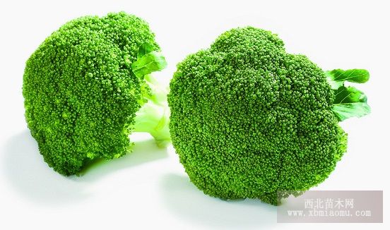 西兰花丰产栽培技术规程
