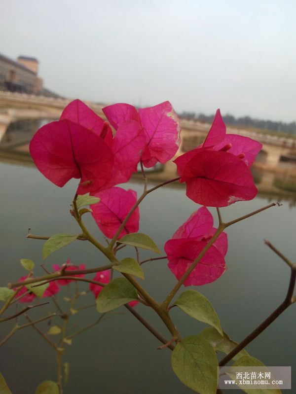 叶子花栽培要点