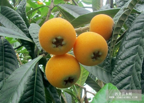 巧防枇杷冻害技术