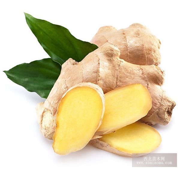 保护地生姜高产栽培技术