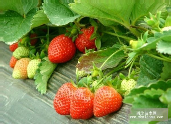 草莓采后贮藏保鲜办法