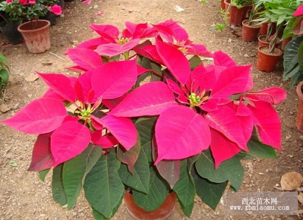圣诞红（POINSETTIA）的介绍