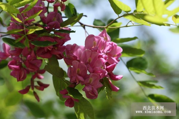香花槐嫁接育苗技术要点
