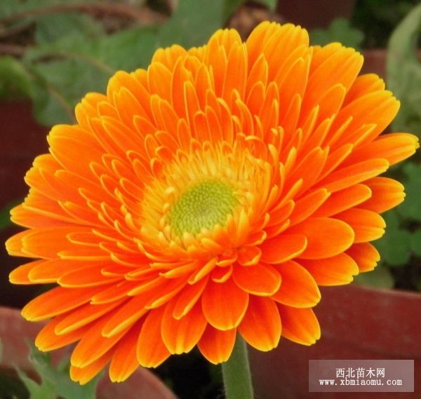 非洲菊切花组培繁苗技术